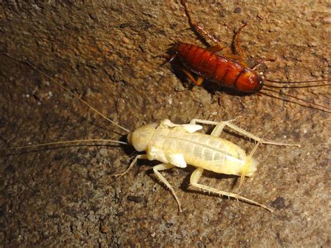 White cockroach. Things To Know About White cockroach. 